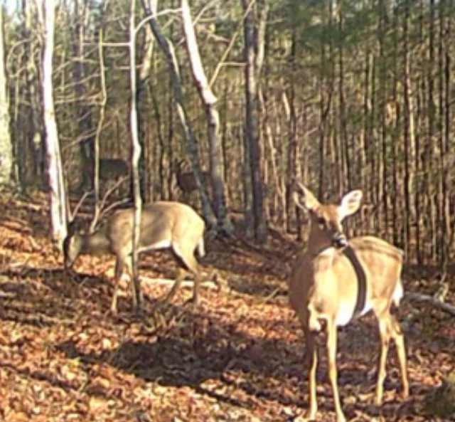 Beyond the Basics: Deer Hunting – Land & Sign: How to Choose Where—and How—to Hunt