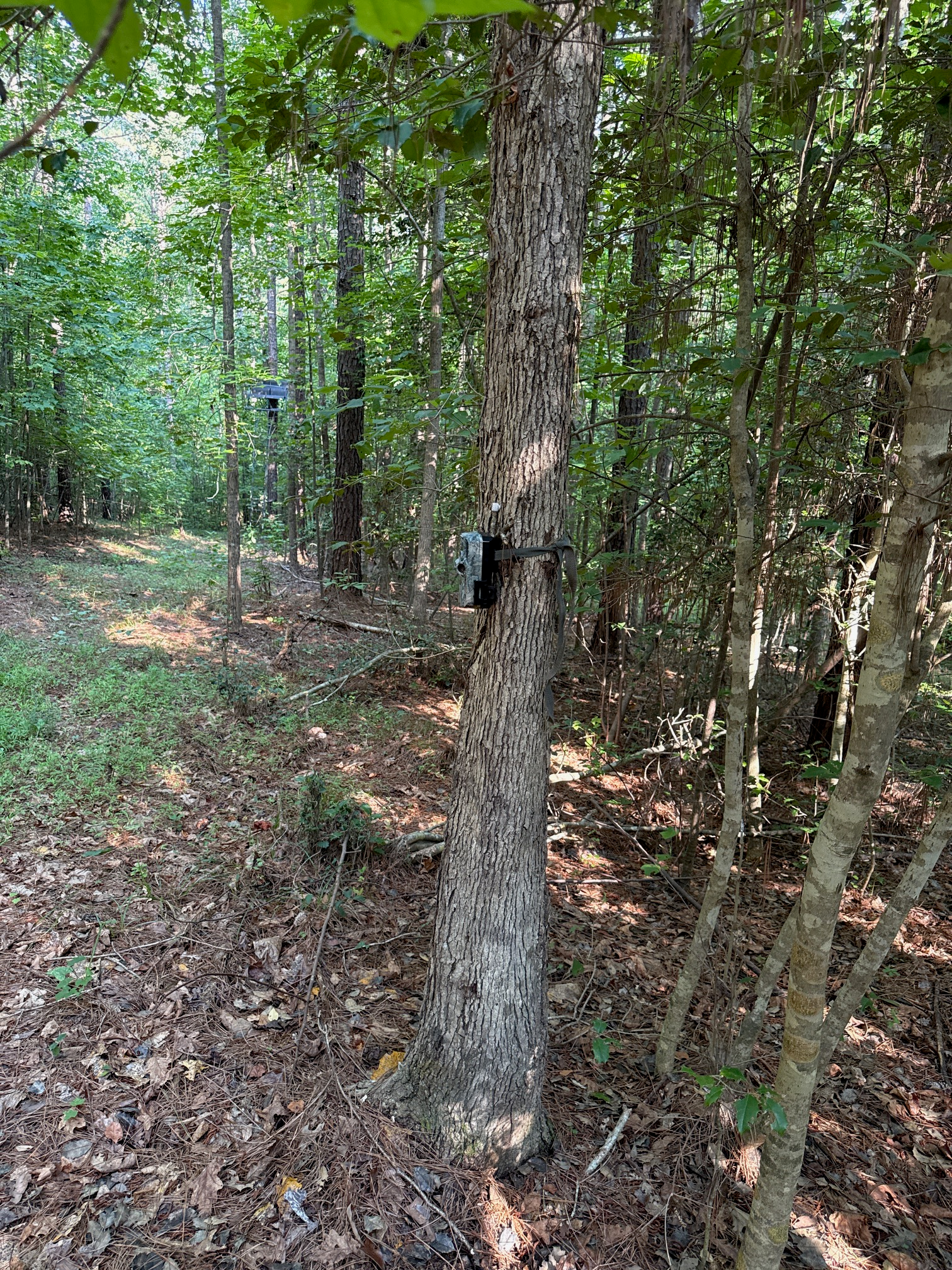 Estimating your deer population