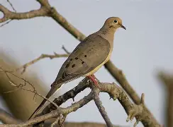 Gearing Up for Mourning Dove Season in North Carolina