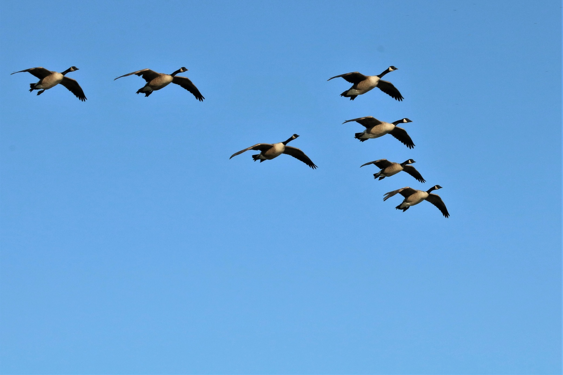 North Carolina’s September Canada Goose Season: What Hunters Need to Know