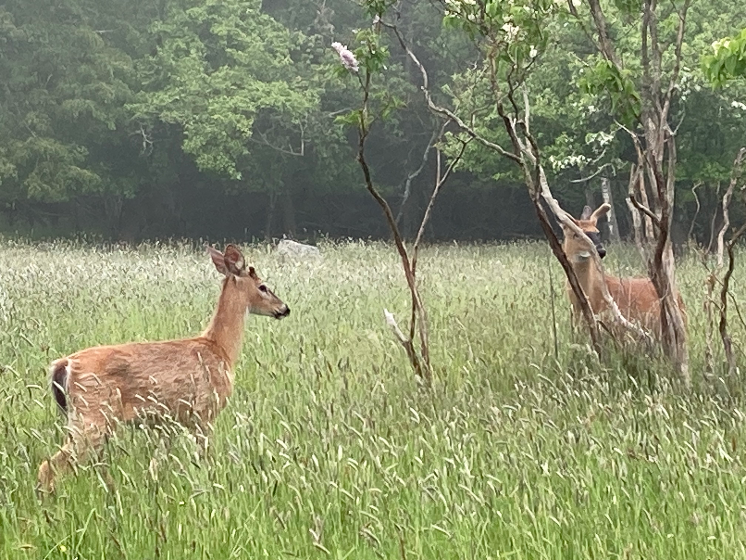 NCWRC Introduction to Deer Hunting