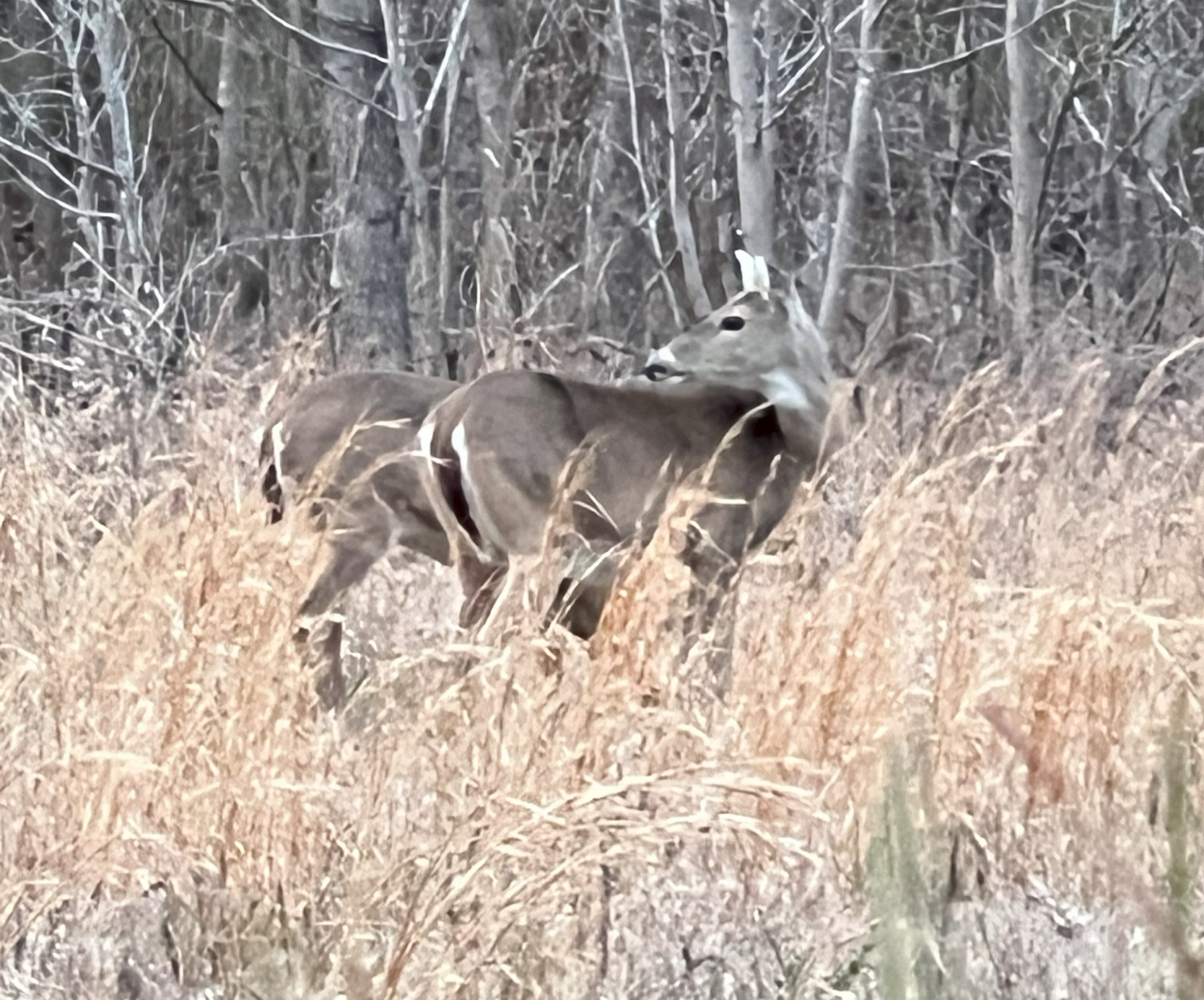 A Welcoming First Step into Deer Hunting